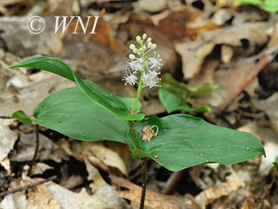 Canada Mayflower (Maianthemum canadense)